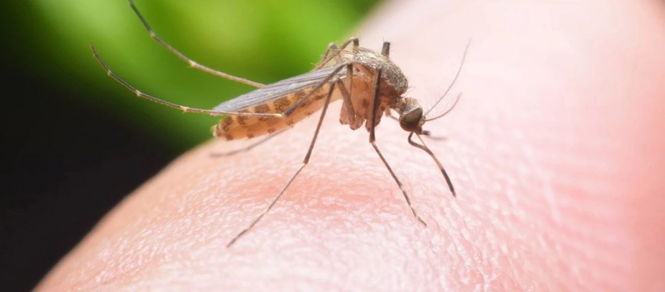 Ραγδαία εξάπλωση του ιού του Δυτικού Νείλου σε Θράκη και Ροδόπη - 46 κρούσματα